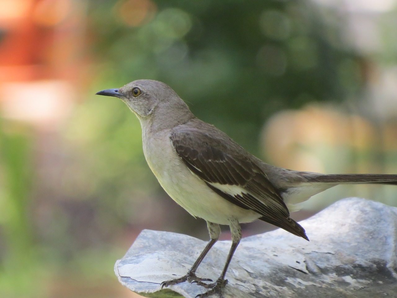 Image - bird songbird mockingbird wildlife