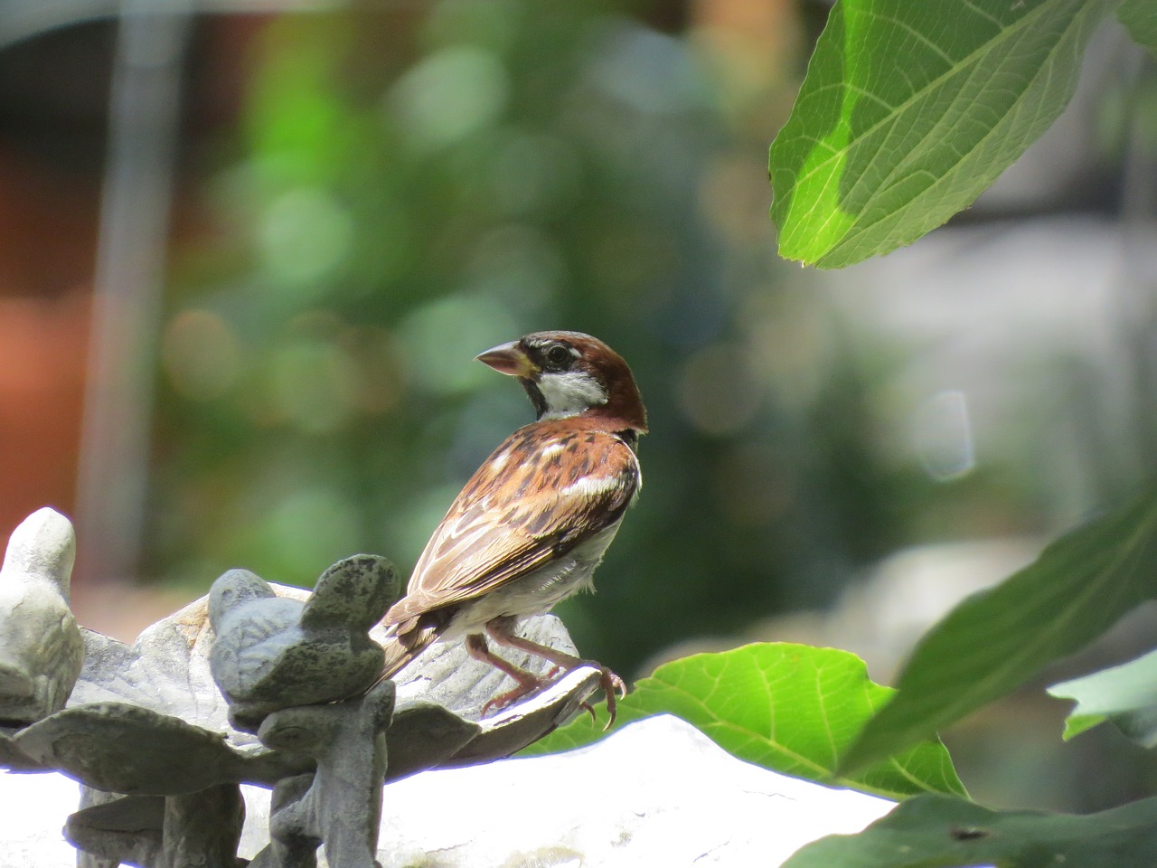 Image - bird brown and tan cute wildlife