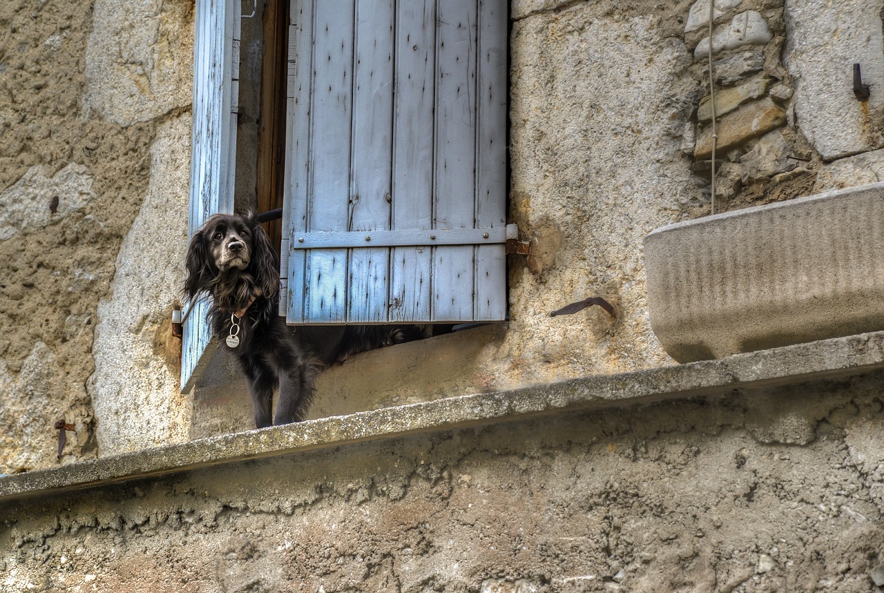 Image - dog window waiting animal cute