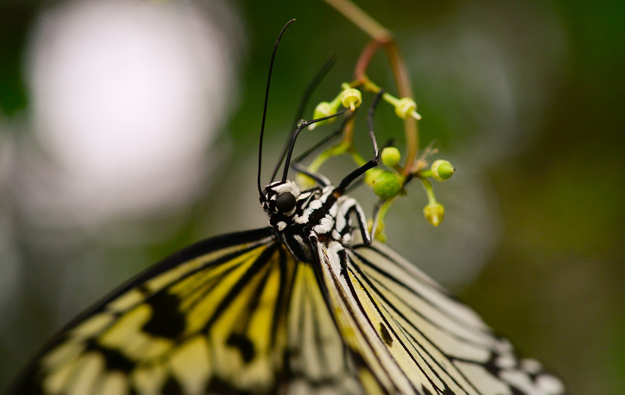Image - butterfly upside down hanging