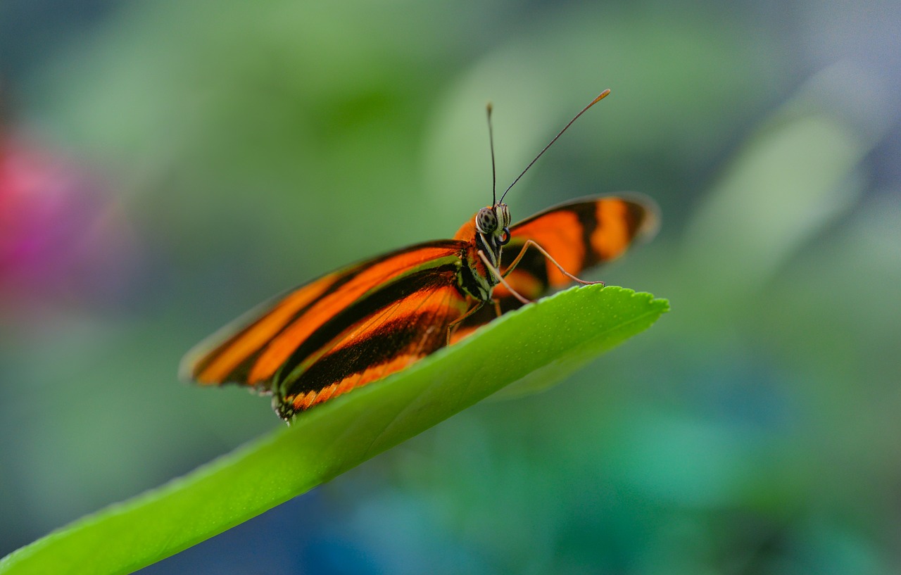 Image - butterfly orange leaf bokeh