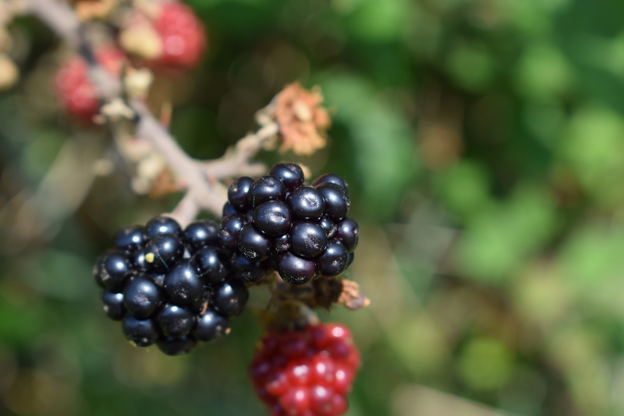 Image - blackberries brambles berry fruit