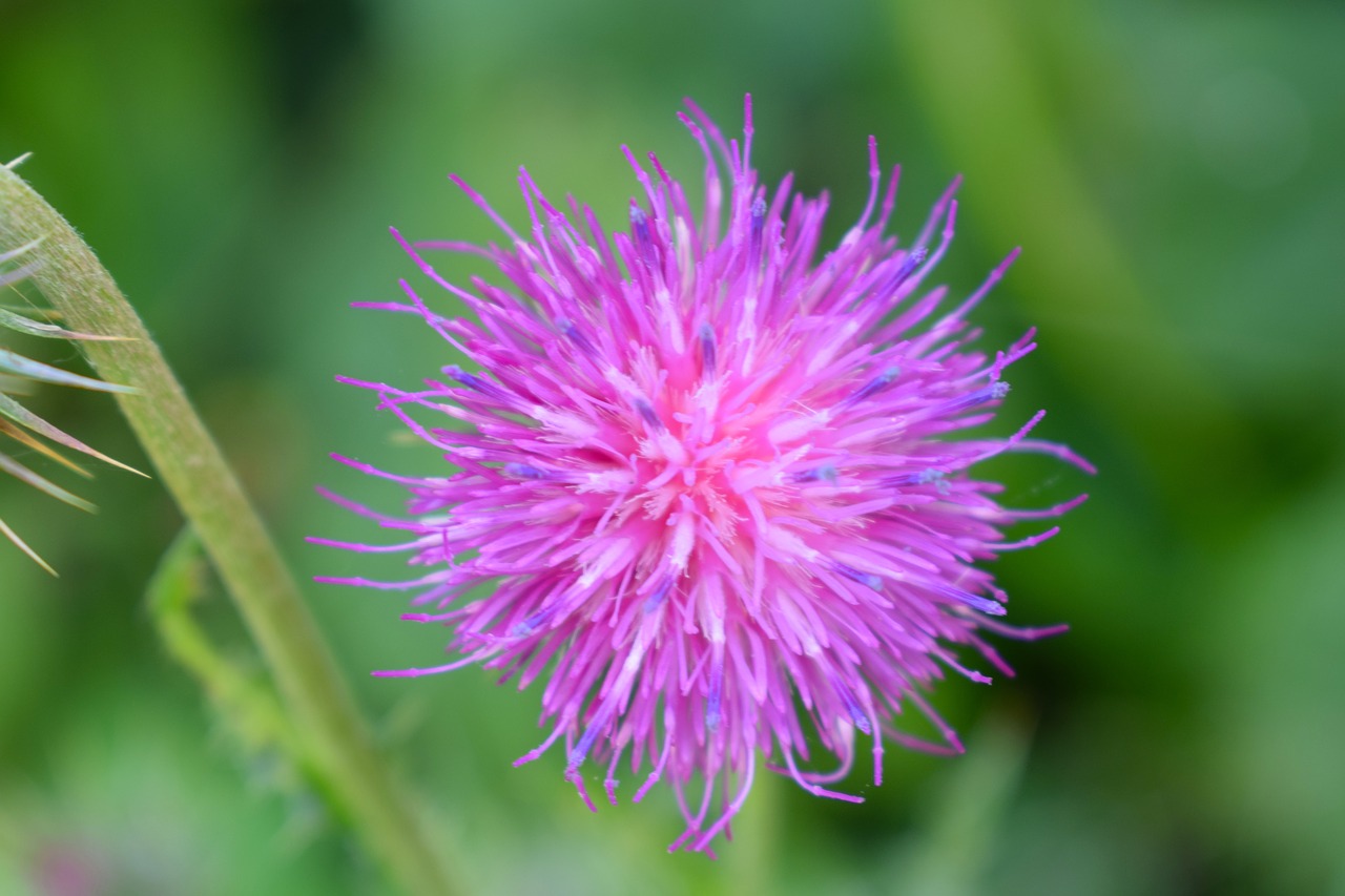 Image - thistle blossom purple flower wild