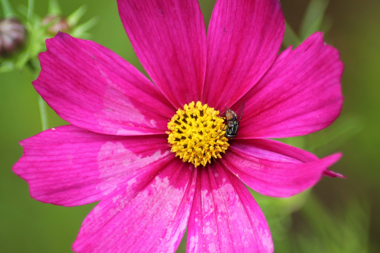 Image - flower cosmos pink cosmos pink