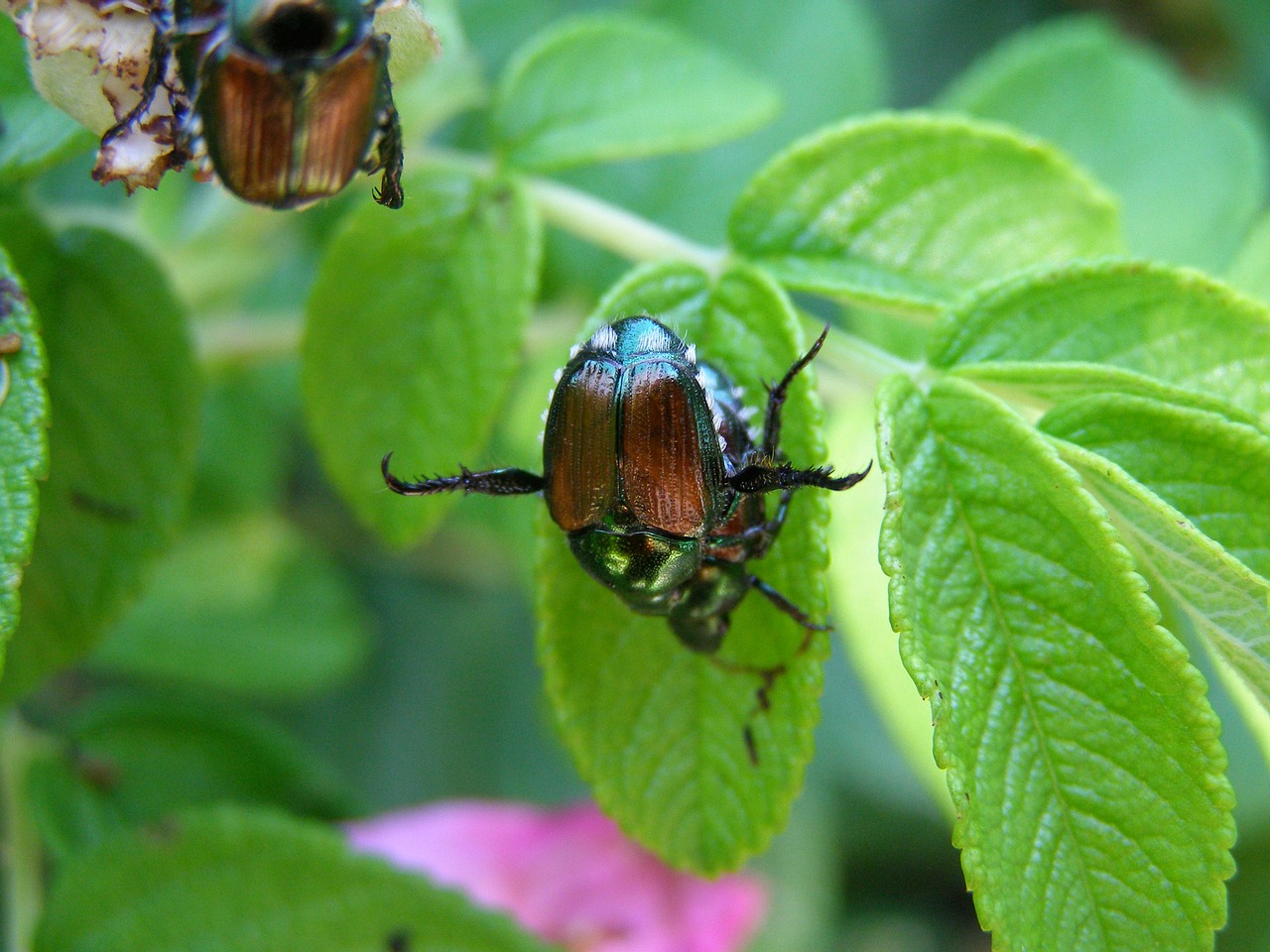 Image - japanese beetle insect green leaf