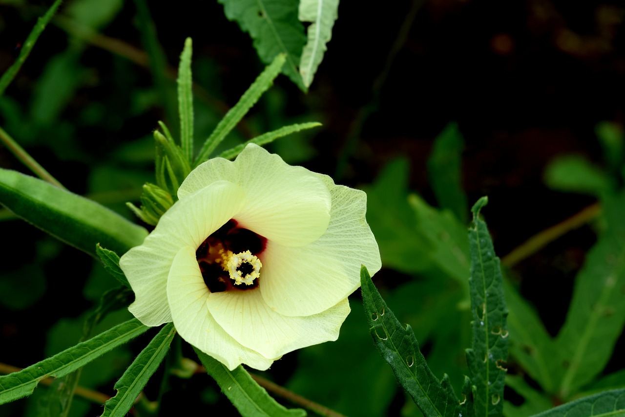 Image - ladyfinger flower green plant