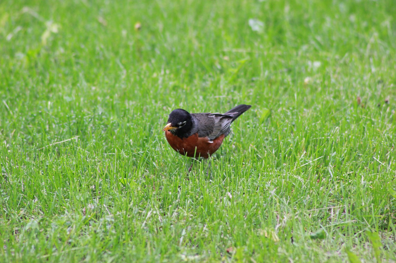 Image - robin lunch bird animal wildlife