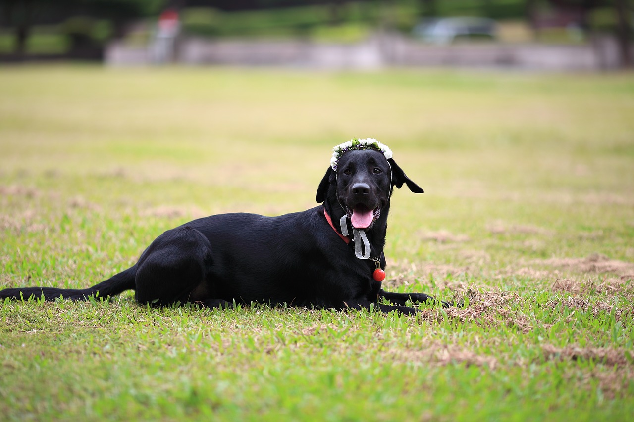 Image - the black dog labrador lawn