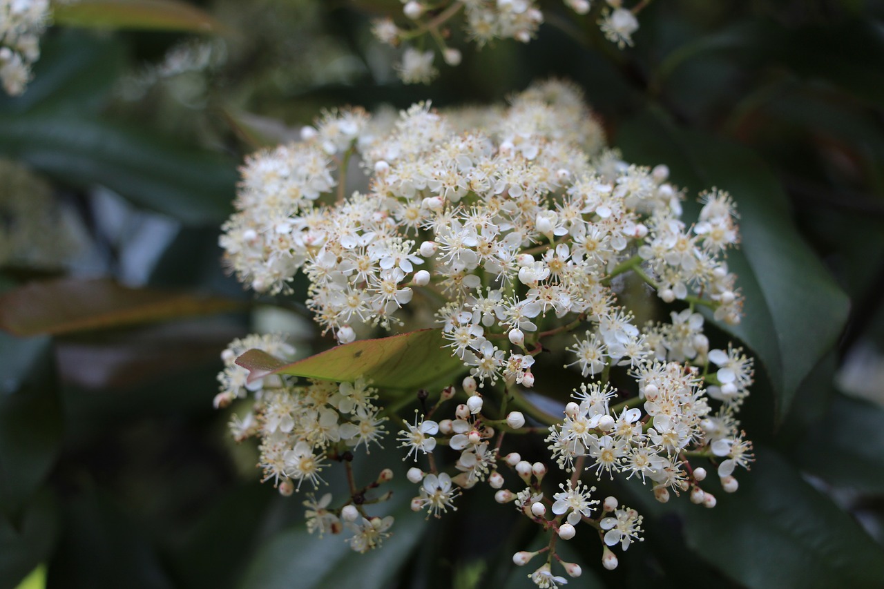 Image - flower white flowers campus flowers