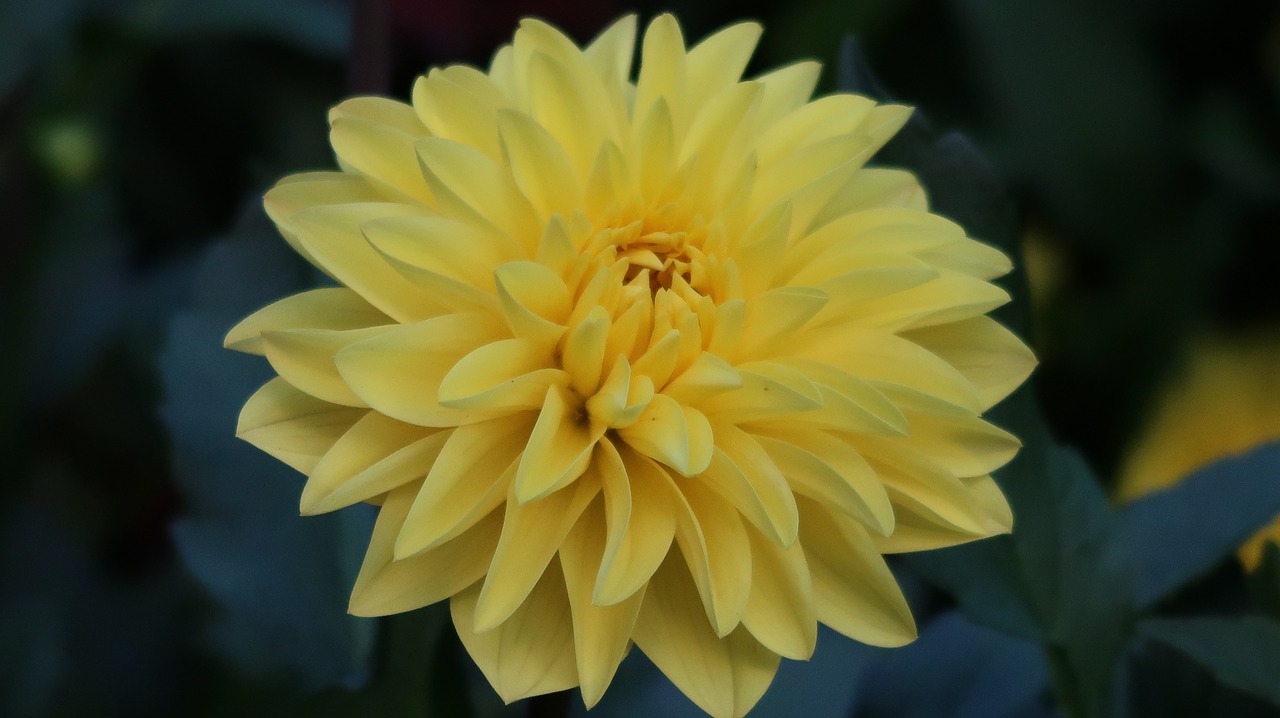 Image - yellow flower swiss luzern