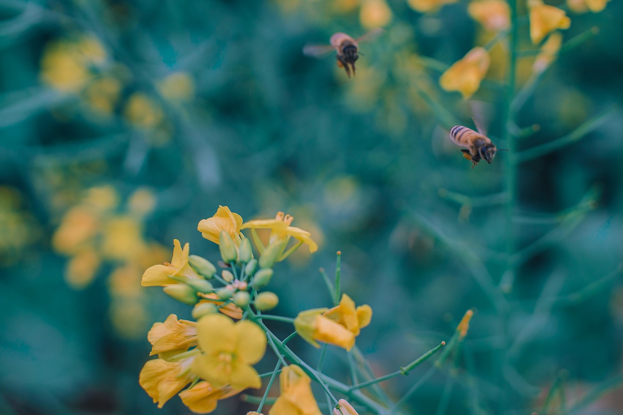 Image - bee flower rape spring background