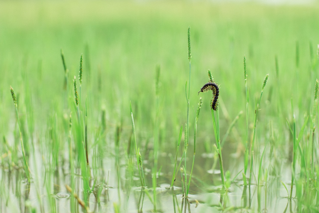 Image - bug grass spring background green