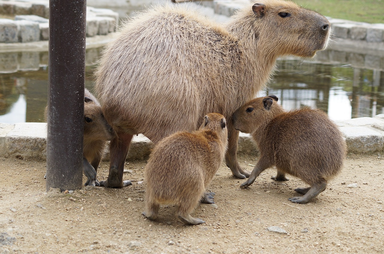 Image - capybara harvest hills my