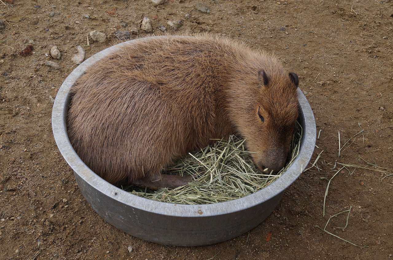 Image - capybara harvest hills my