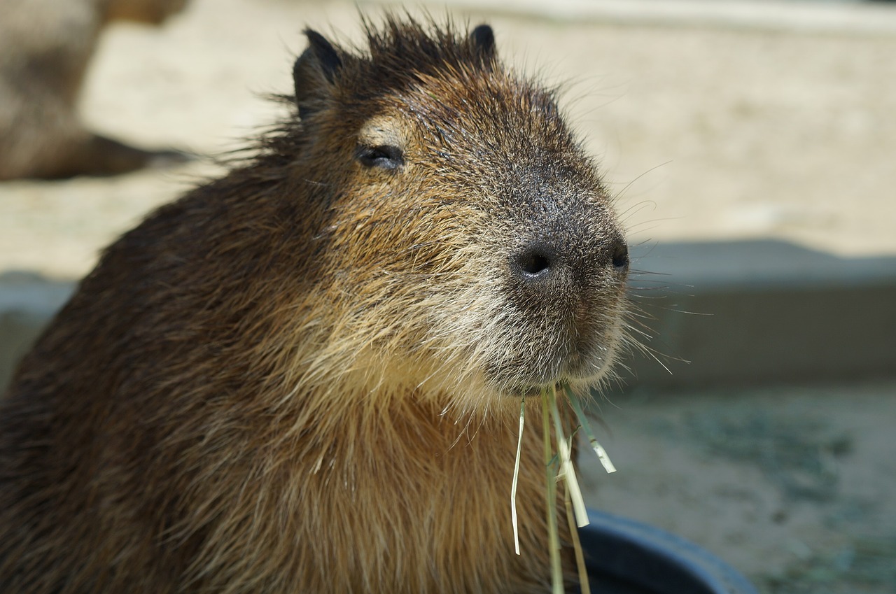 Image - capybara harvest hills my