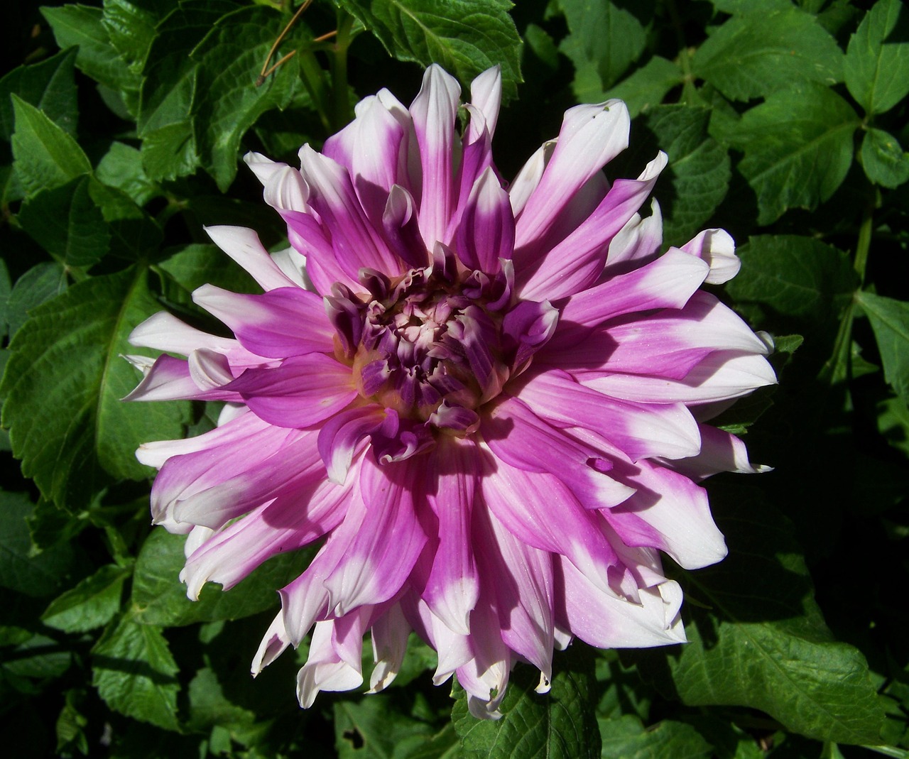 Image - dahlia pale purple summer flower