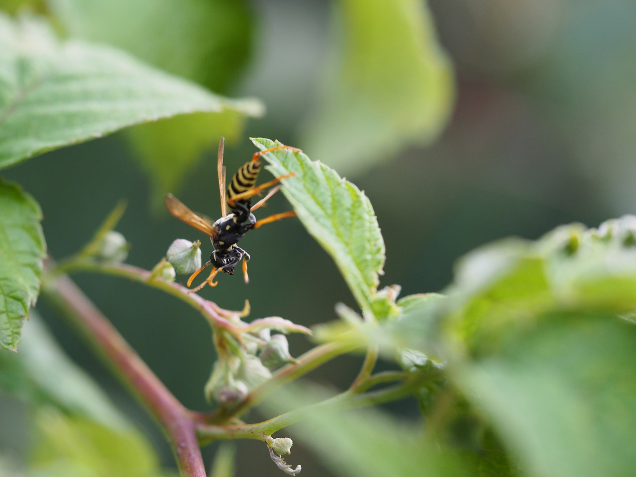 Image - wasp insect nature morgenstimmung