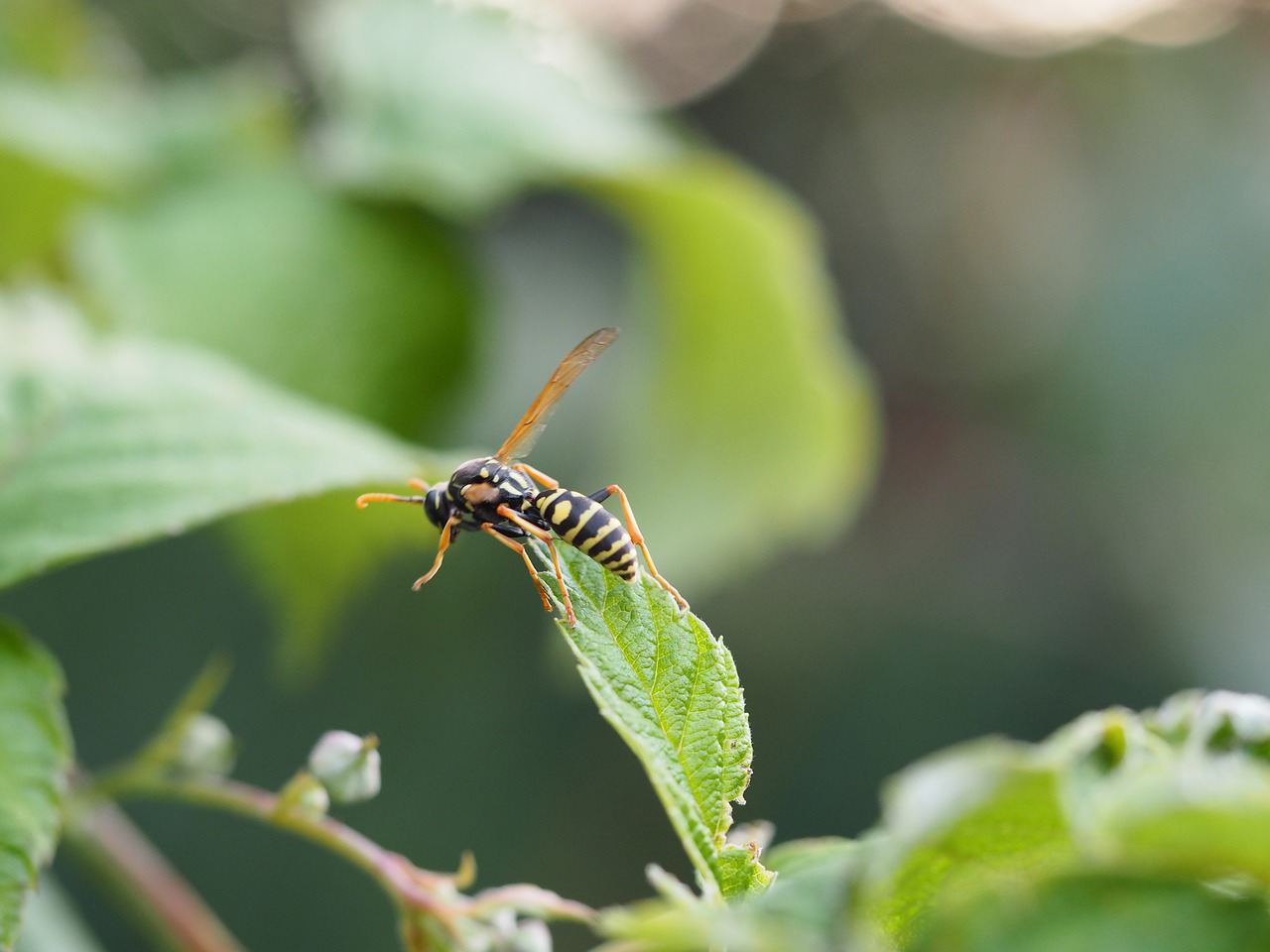 Image - wasp insect close nature animal