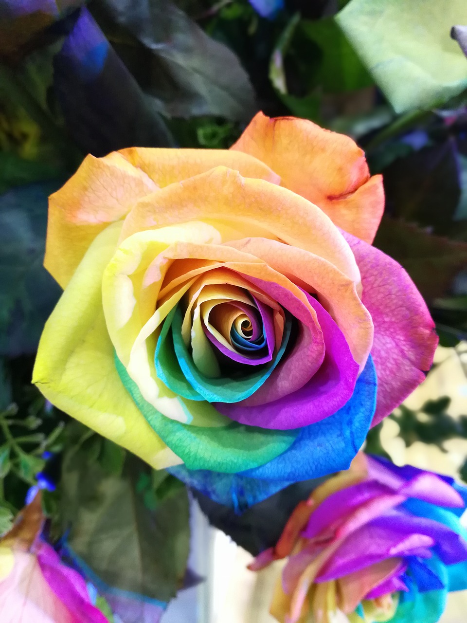 Image - flower rainbow rose closeup