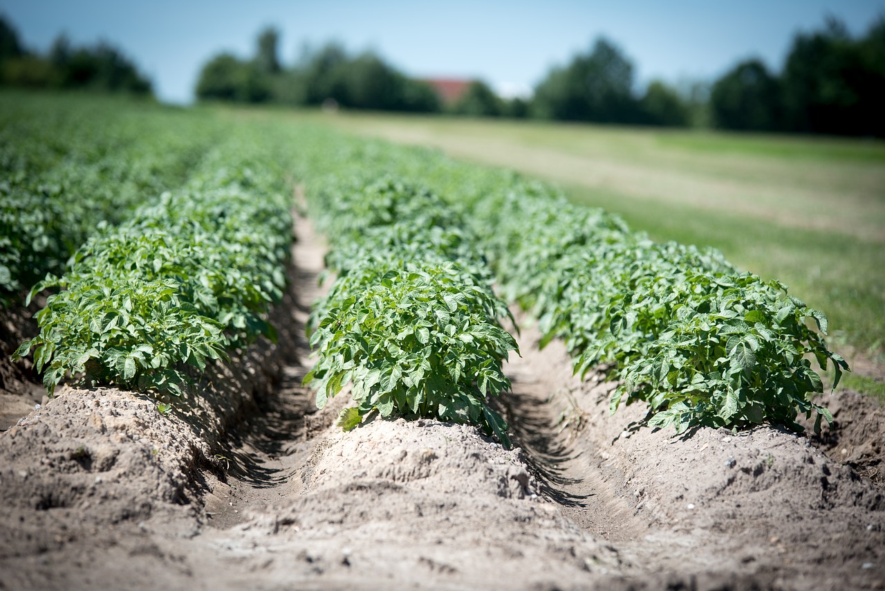 Image - agriculture potato crop field