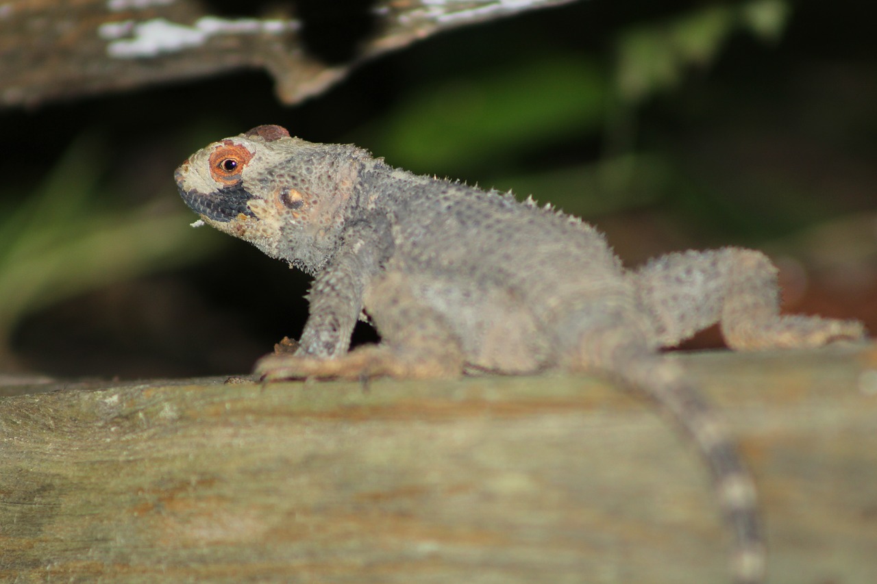 Image - lizard animal reptile photo wild