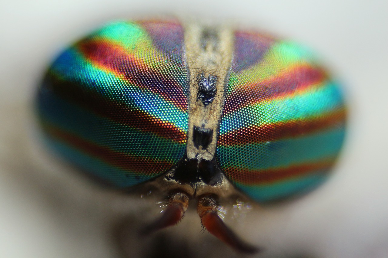 Image - insect fly macro eyes nature