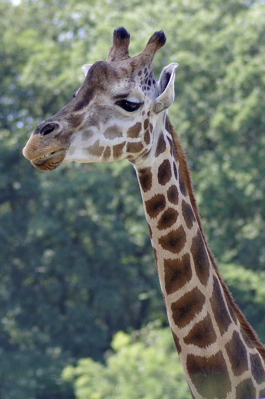 Image - giraffe neck the head of the mammal