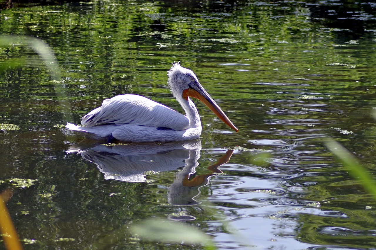 Image - pelikan bird amp shipping water