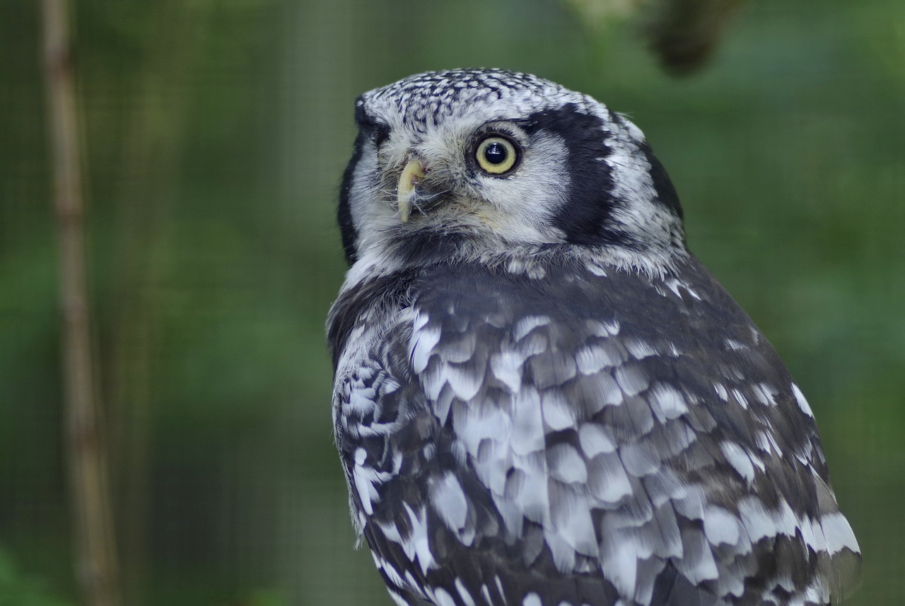 Image - sowa pharaoh eagle owl long tailed