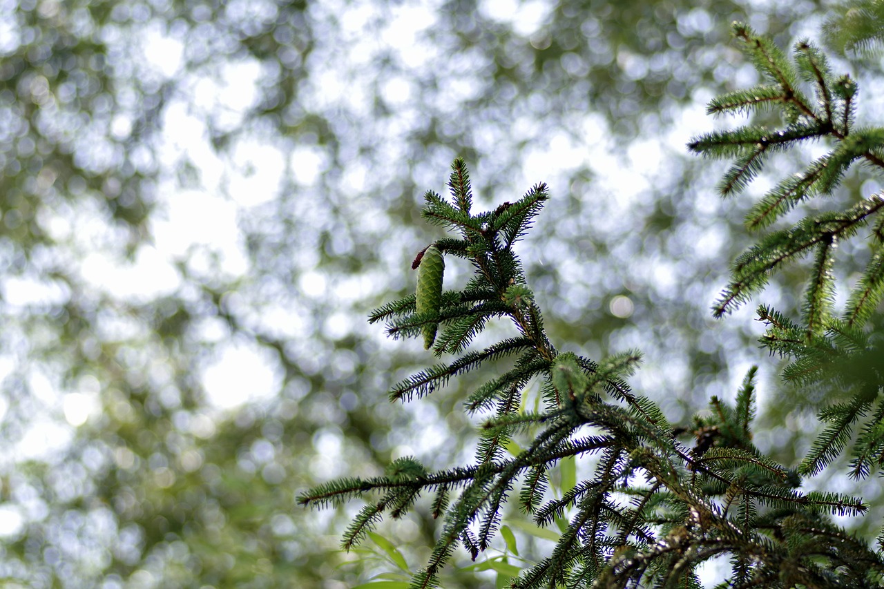 Image - spruce coniferous twigs green