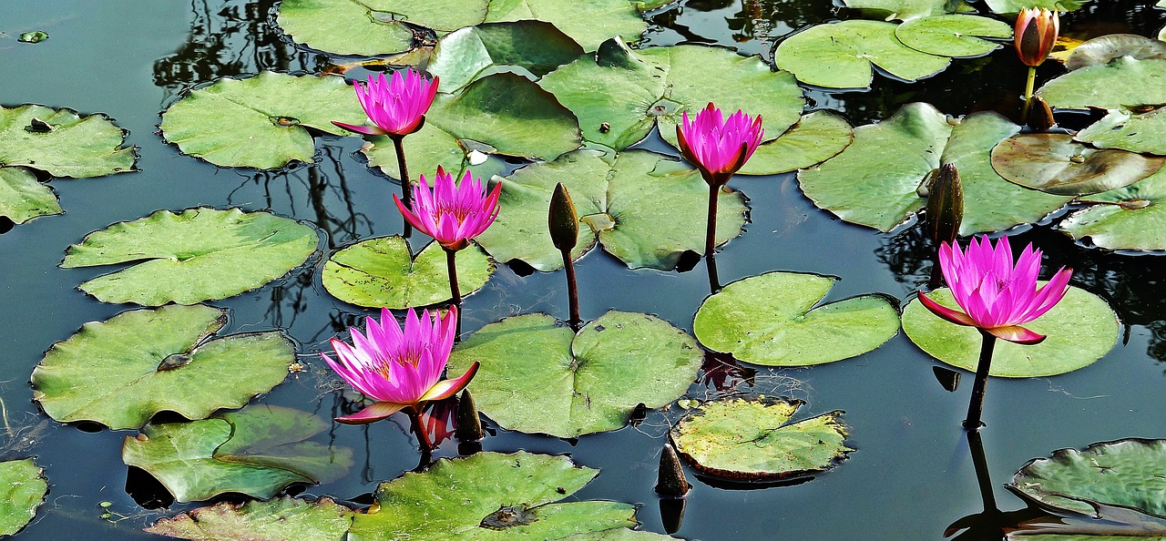 Image - pond waterlily lotus water pink