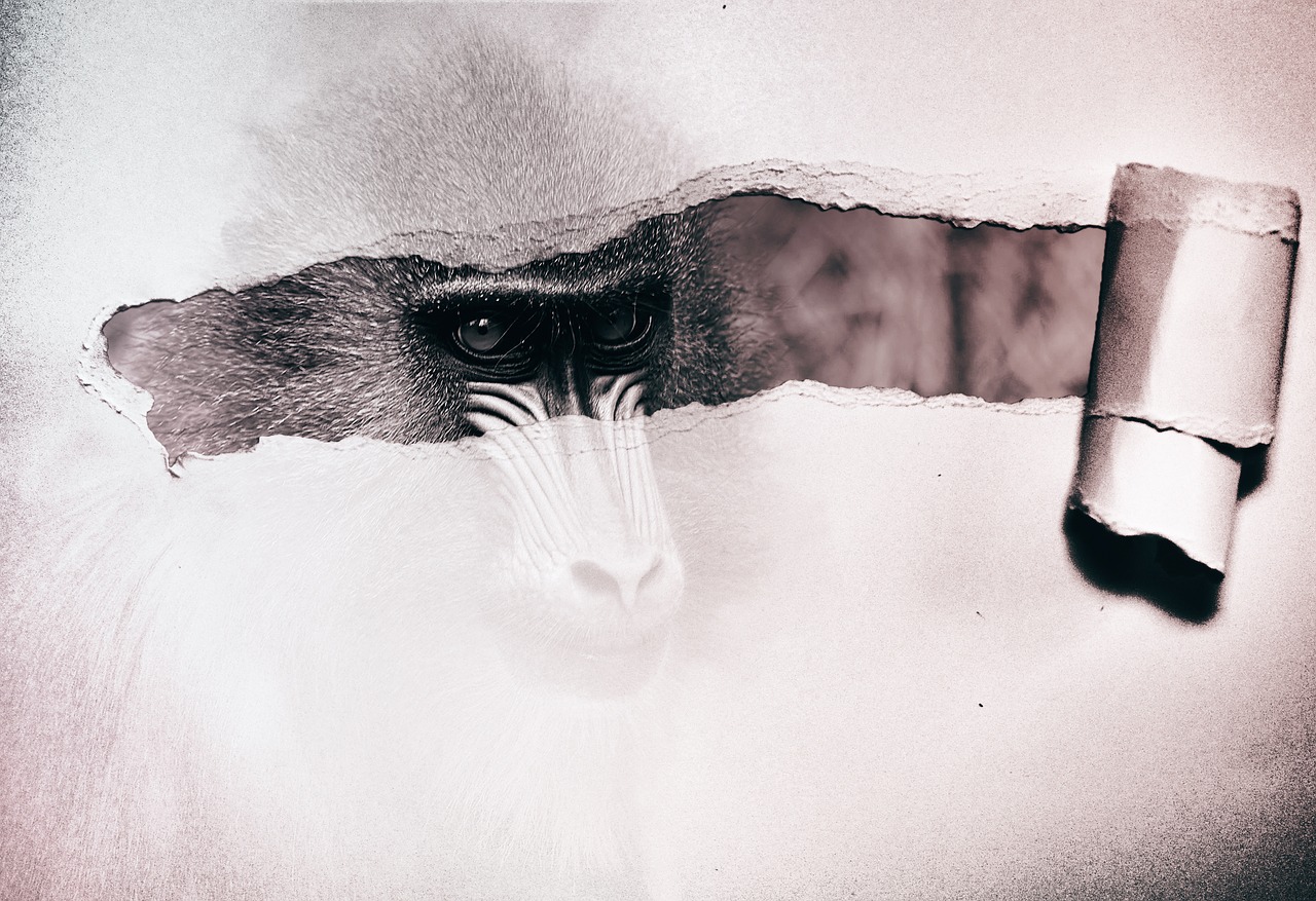 Image - monkey composing photo montage
