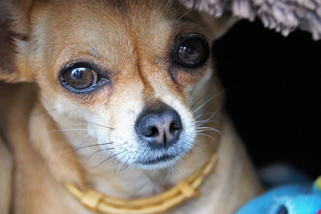 Image - dog pet chihuahua shorthair