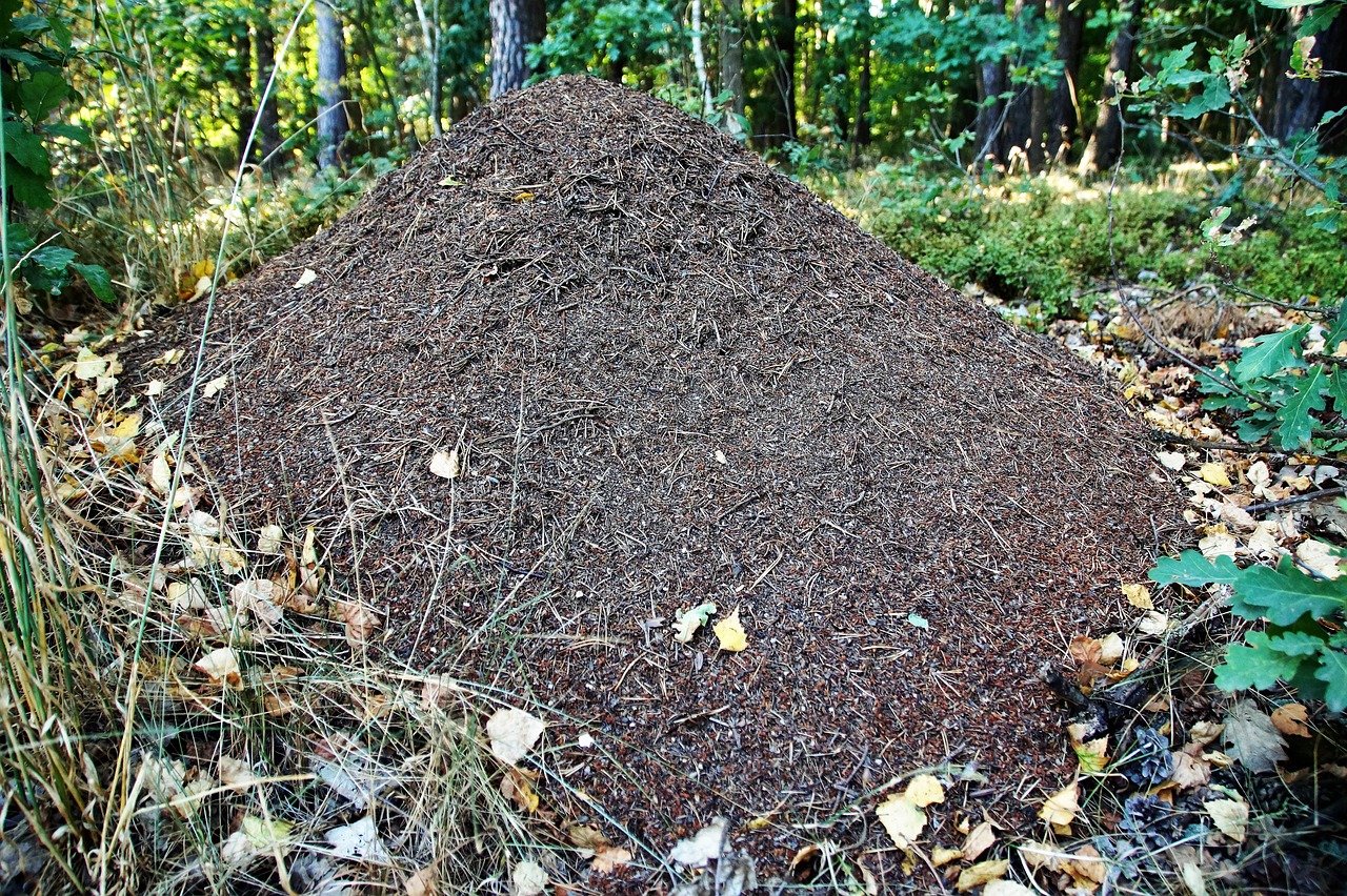 Image - the anthill ants forest