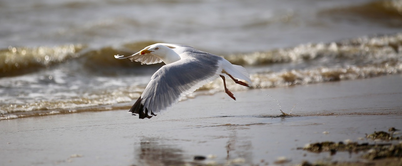 Image - seagull bird birds sea nature