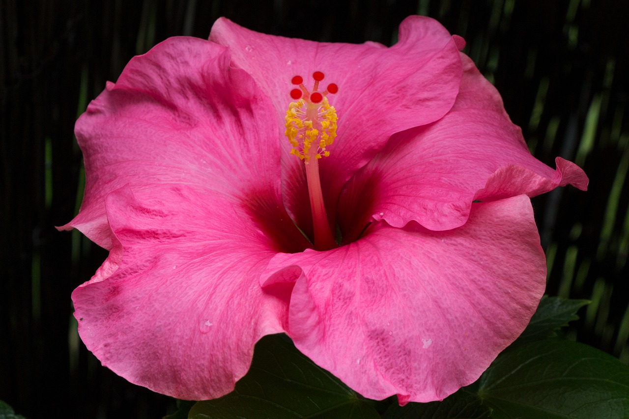 Image - hibiscus flower blossom bloom