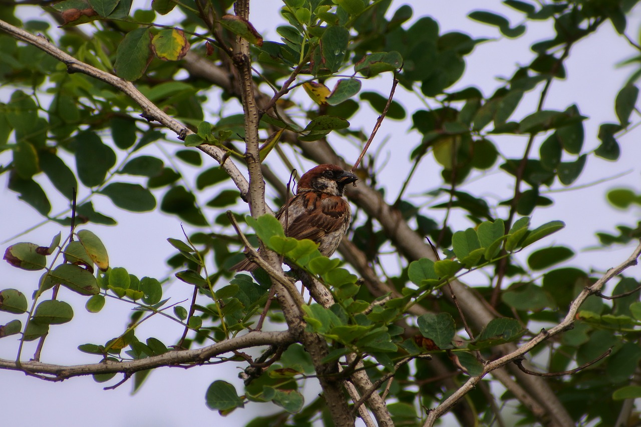 Image - animal wood green little bird