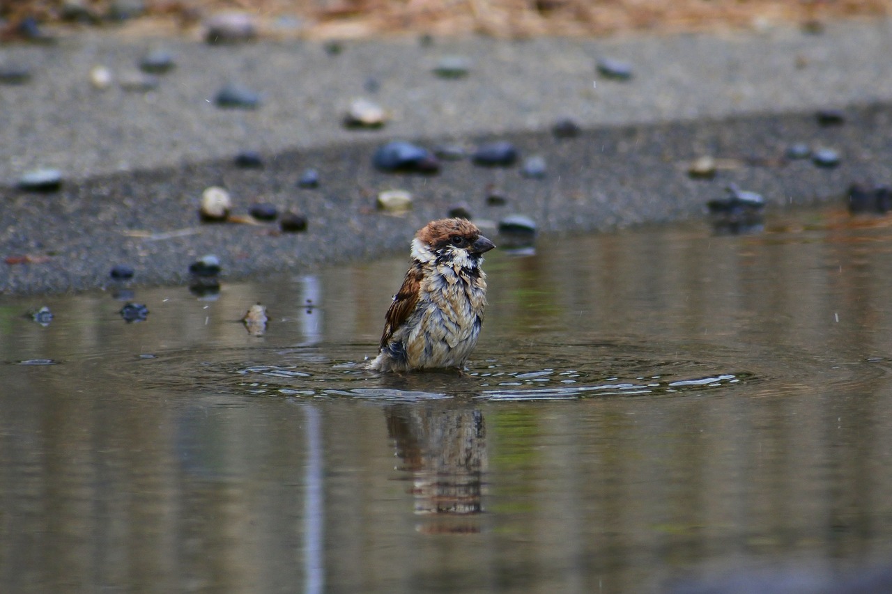 Image - animal pond waterside bathing