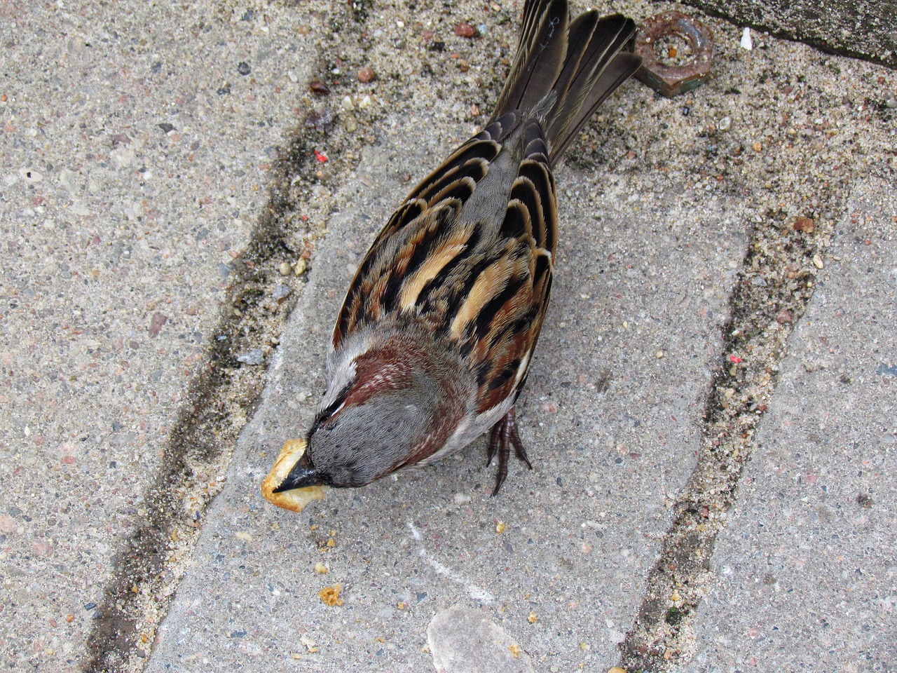 Image - the sparrow bird wróbelek wings