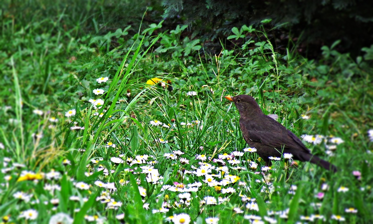 Image - bird kos yellow beak nature