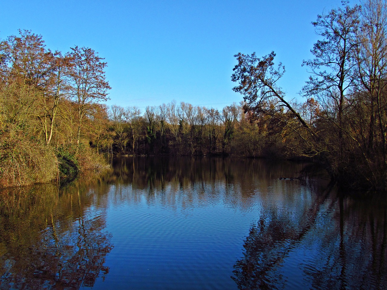 Image - pond forest tree the bushes water