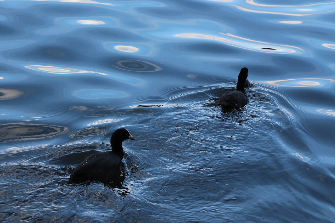 Image - birds coot duck bird bird