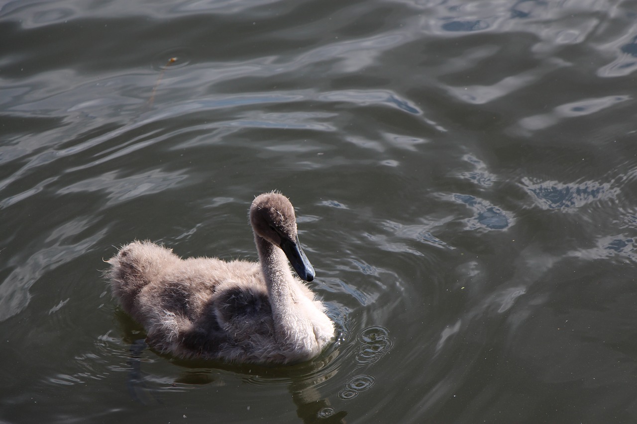 Image - swan animal child young animals