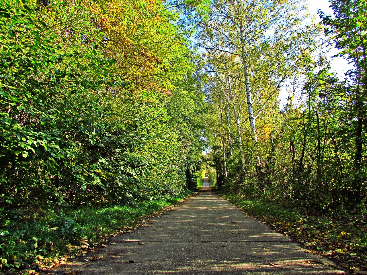 Image - spacer way birch alley forest