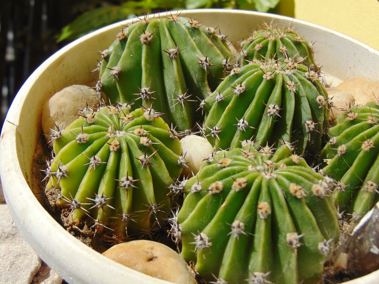 Image - cactus plant aechmea plant spike