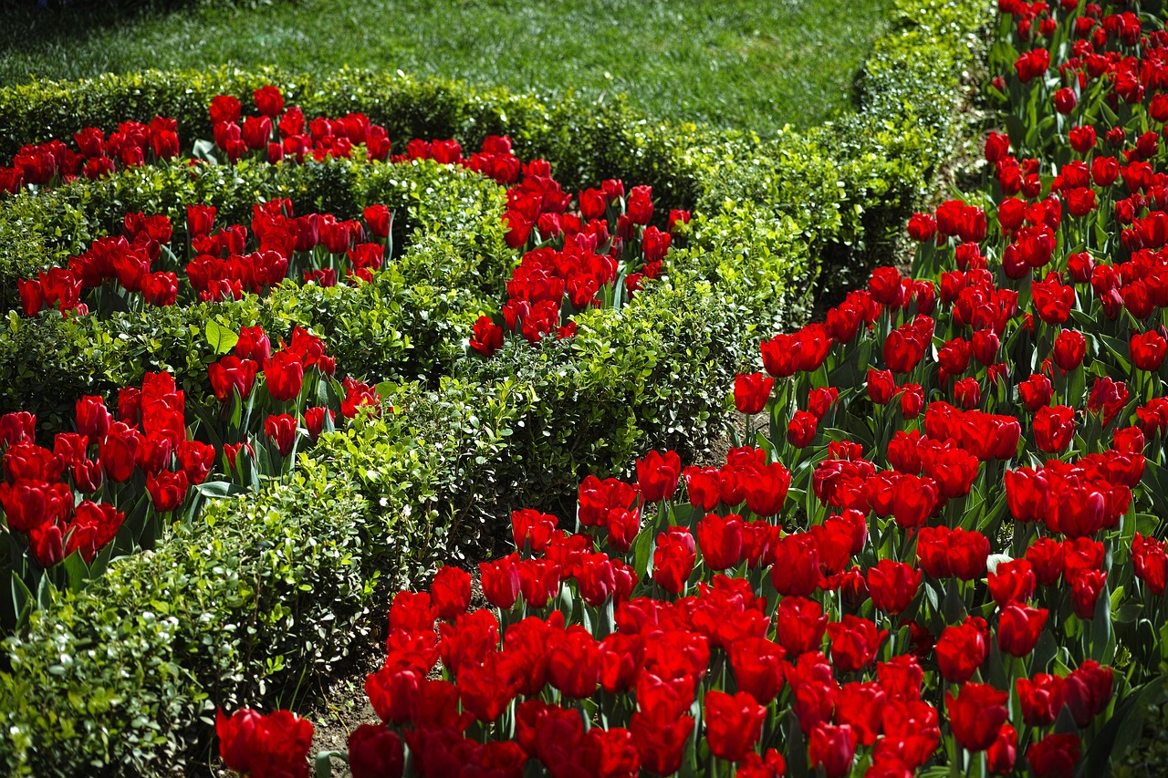 Image - flower red green red flower garden