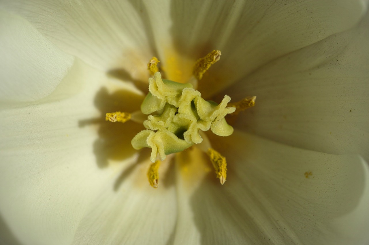 Image - tulips flower macro crown leaves