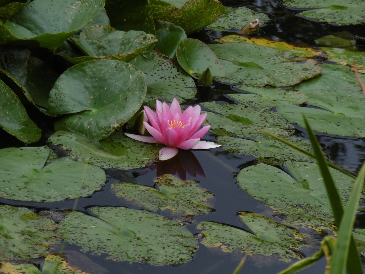 Image - waterlily meditation zen pink