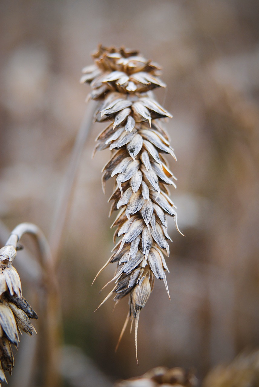 Image - ear grain summer bc nature peace