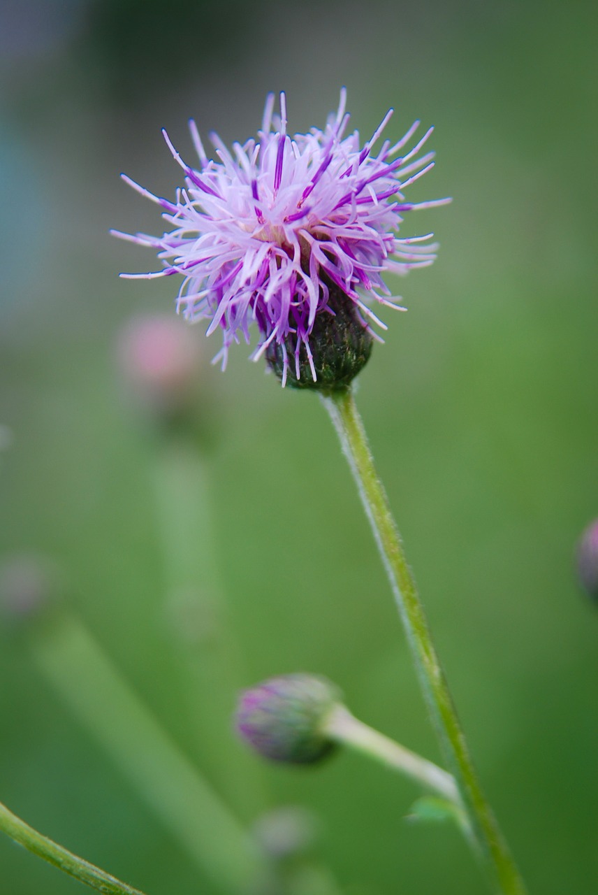 Image - thistle plant prickly purple pink